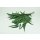Stabilisierter Eukalyptus Pendula - Farbe Gr&uuml;n - Bund 150 Gramm