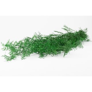 Stabilisierter Asparagus Sprengeri - Gr&uuml;n - Strau&szlig; 90 Gramm
