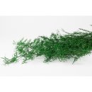 Stabilisierter Asparagus Sprengeri - Grün - Strauß 90 Gramm