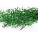 Stabilisierter Asparagus Sprengeri - Grün - Strauß 90 Gramm