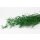 Stabilisierter Asparagus Sprengeri - Grün - Strauß 90 Gramm