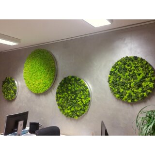 Moosbild Islandmoos - Alurahmen Rund - Elements Erde