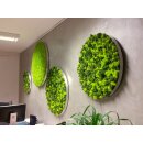 Moosbild Islandmoos - Alurahmen Rund - Elements Erde