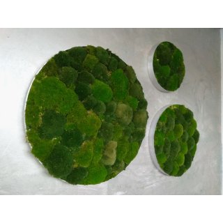 Moosbild Bollmoos - Alurahmen Rund - Farbmischung Mix