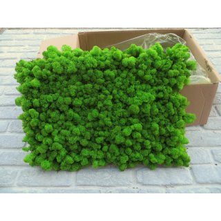 Moospaneelen - EasyMoos - Islandmoos Fr�hlingsgr�n - Karton