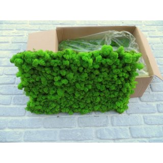 Moospaneelen - EasyMoos - Islandmoos Fr�hlingsgr�n - Karton
