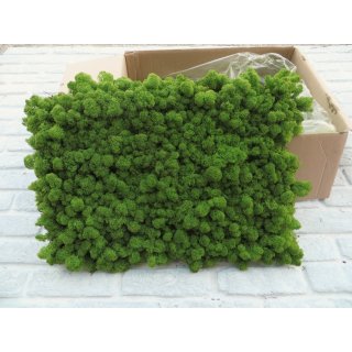 Moospaneelen - EasyMoos - Islandmoos Waldgr�n - Karton