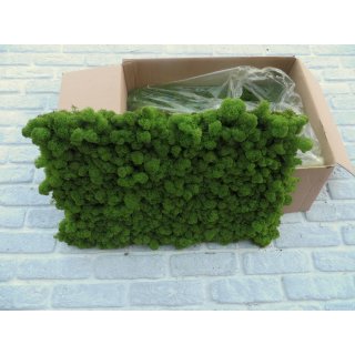 Moospaneelen - EasyMoos - Islandmoos Waldgr�n - Karton