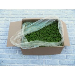 Moospaneelen - EasyMoos - Islandmoos Waldgr�n - Karton